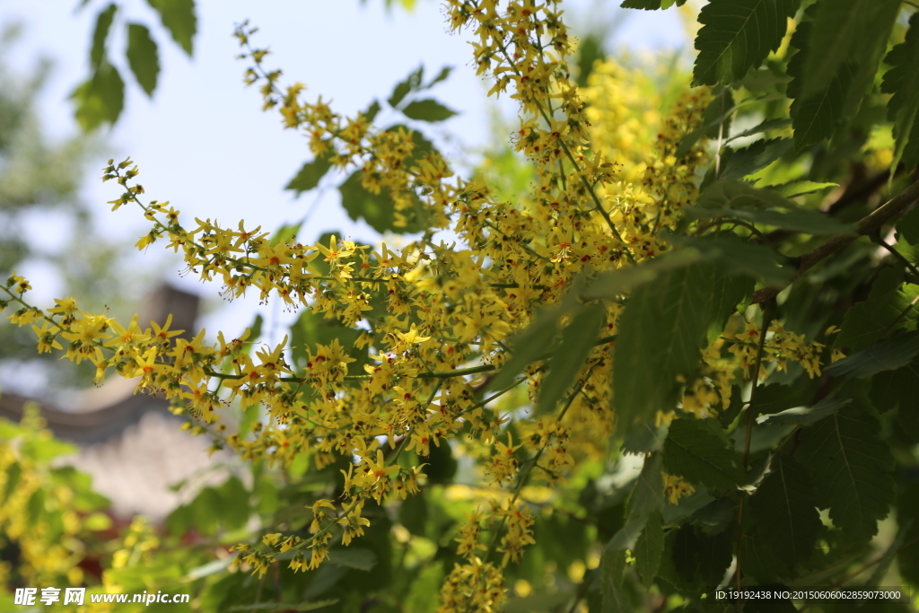 栾树花