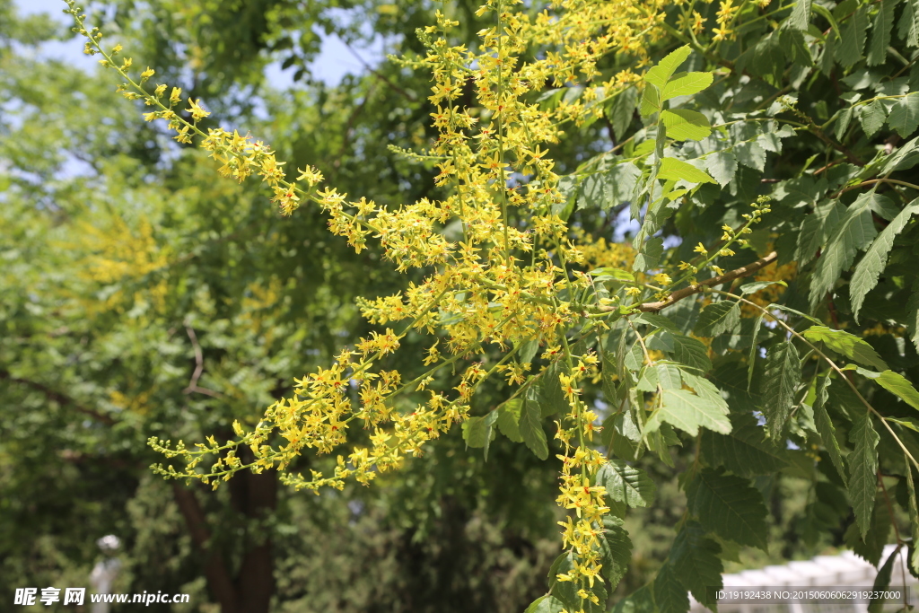 栾树花