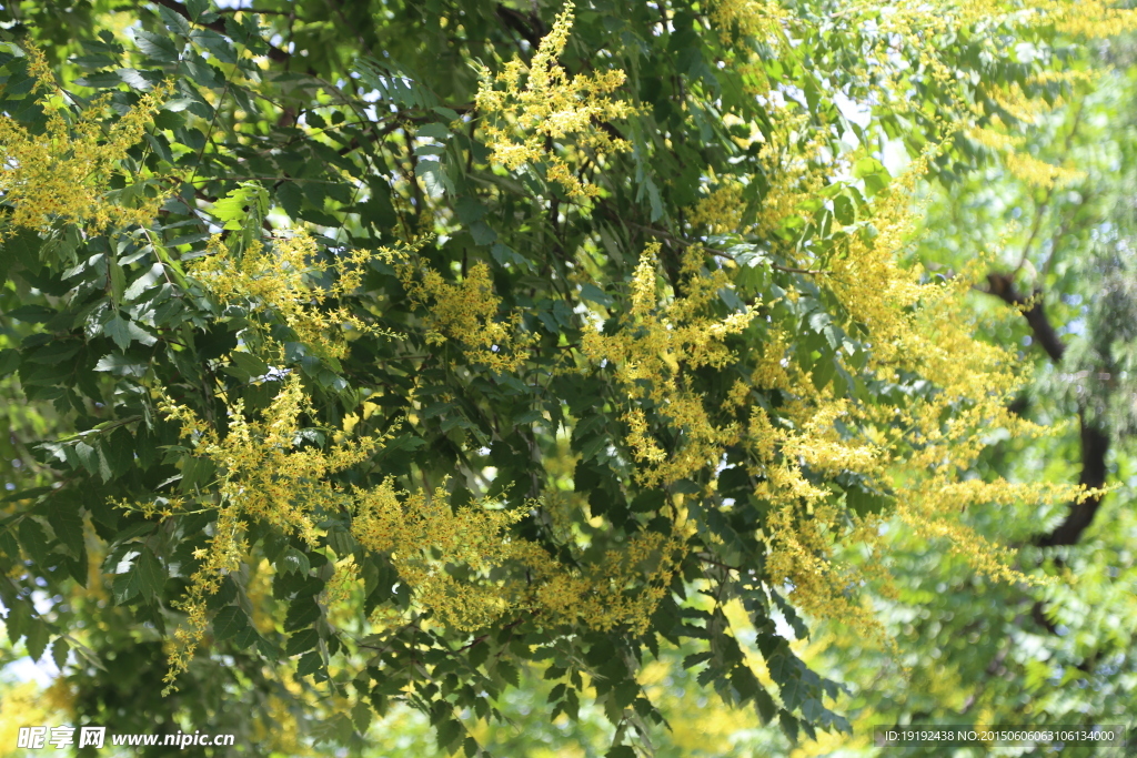 栾树花