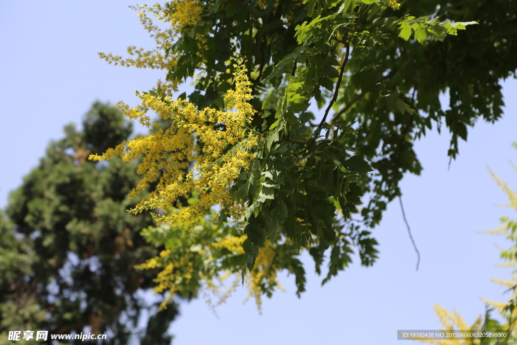 栾树花