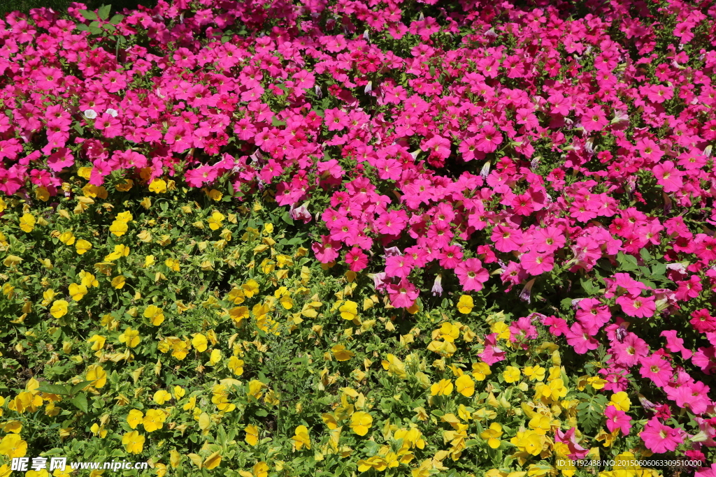 花卉背景素材
