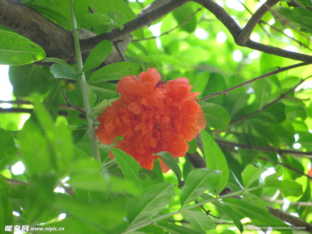 石榴花