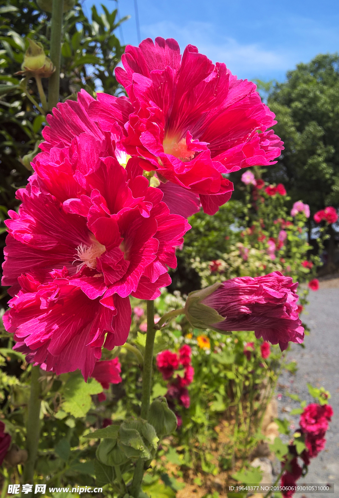 红色花