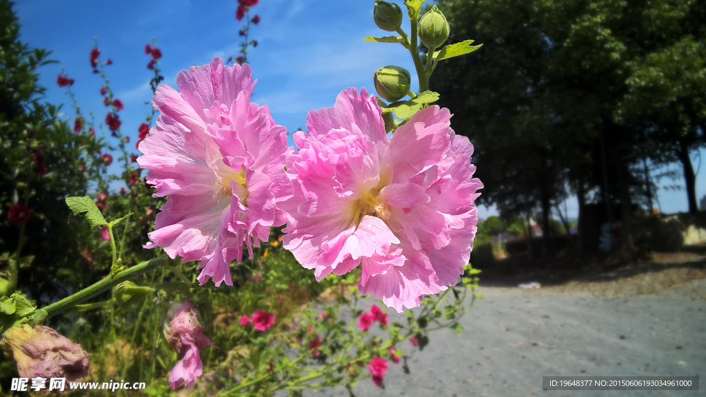 两朵粉色花