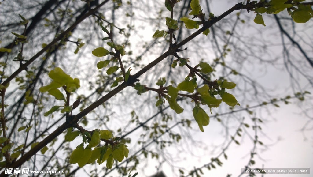 雨中的迎春花