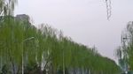 柳树