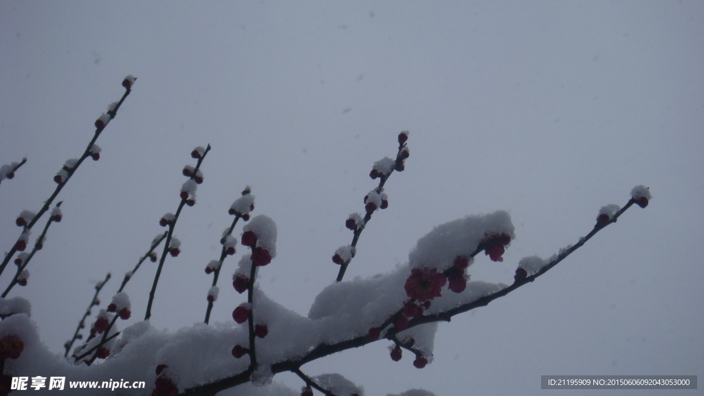 寒梅傲雪