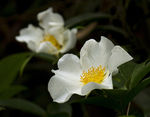 山花