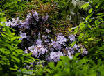 山花烂漫