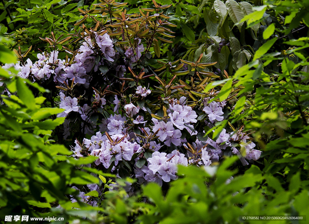 山花烂漫