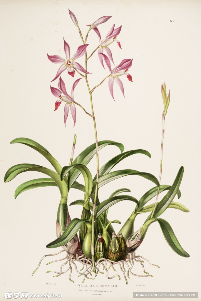 手绘兰花 植物图谱 花卉