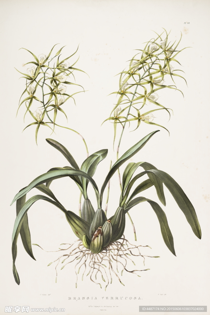手绘兰花植物图谱