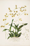 手绘 兰花植物图谱