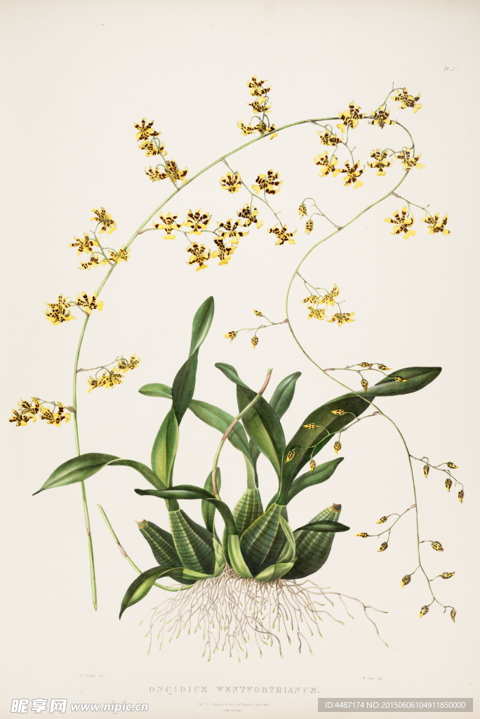 手绘 兰花植物图谱