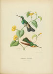 蜂鸟的自然历史