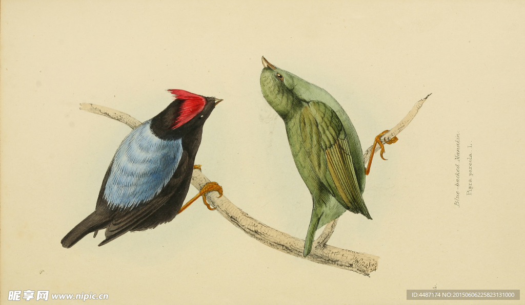 手绘巴西 和墨西哥鸟类 图谱