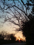 落日与老树