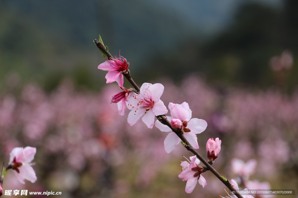 桃花