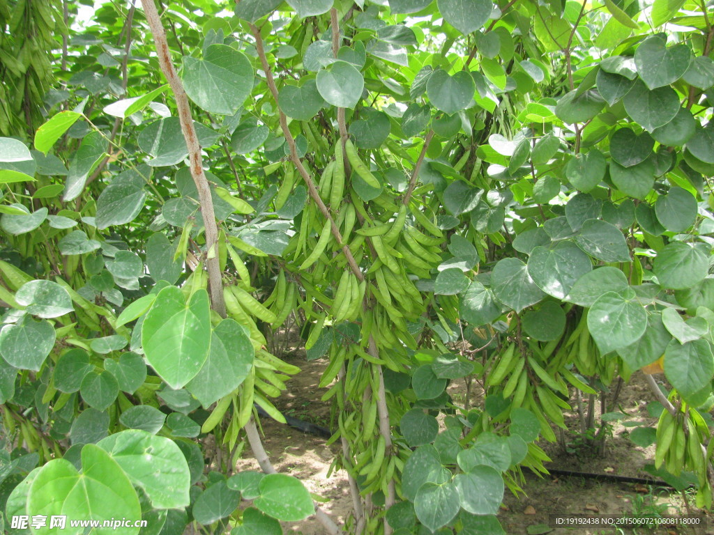 紫荆豆荚