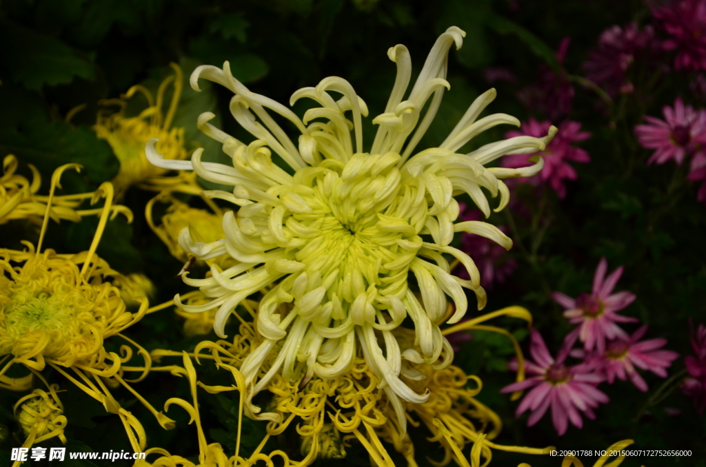 菊花