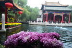 济南菊花