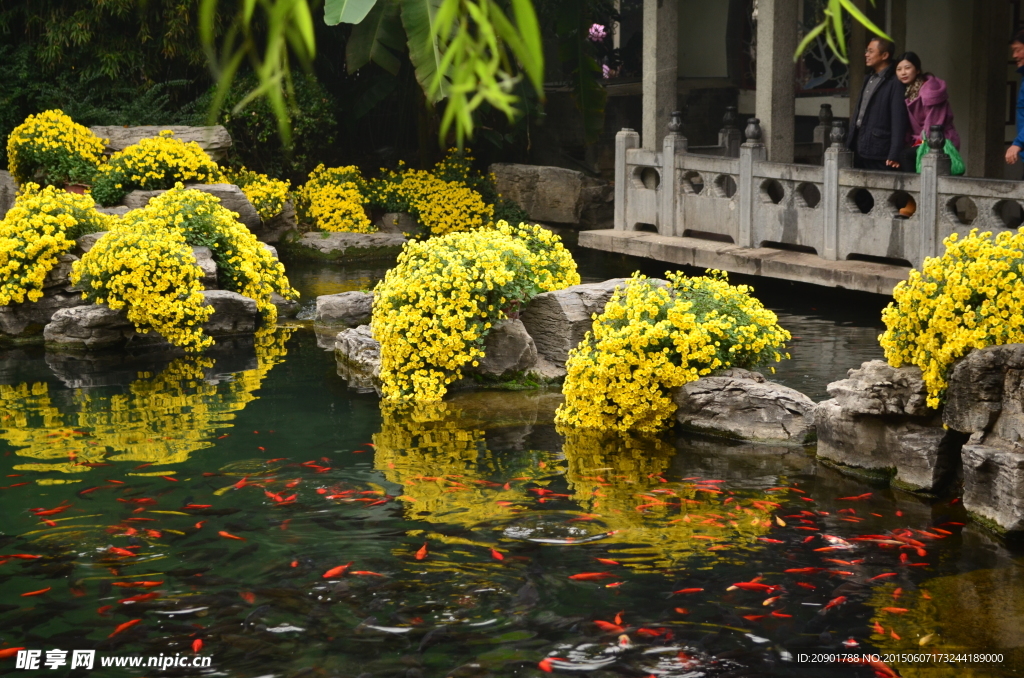 济南菊花