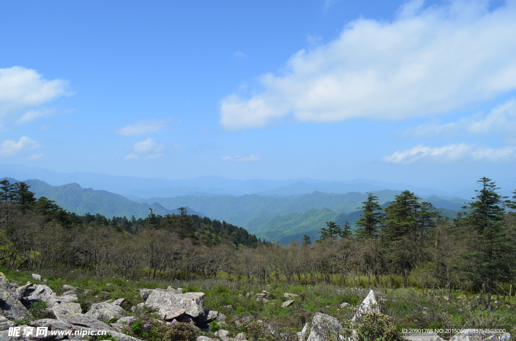 秦岭原始森林