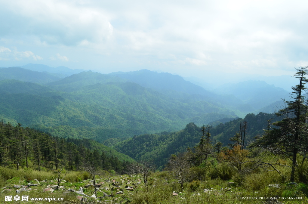 秦岭原始森林