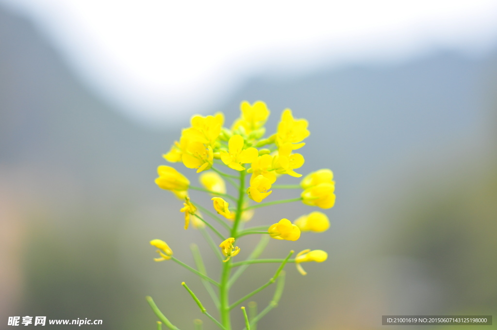 黄花