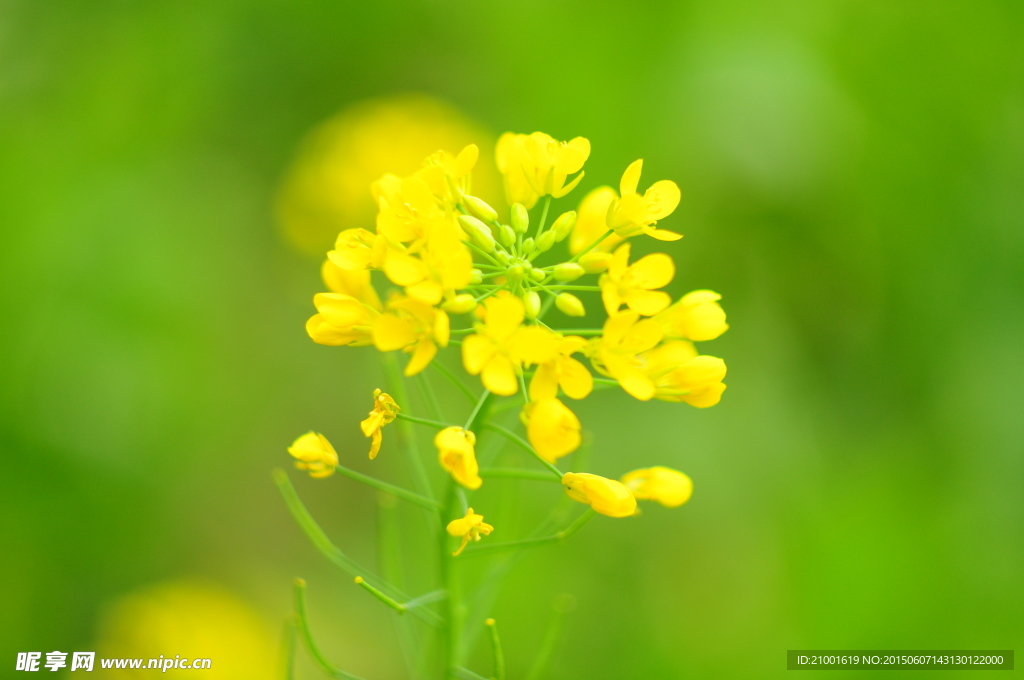 黄色小花