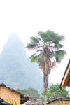 风景树