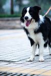 边牧 边境牧羊犬 牧羊犬 牧羊