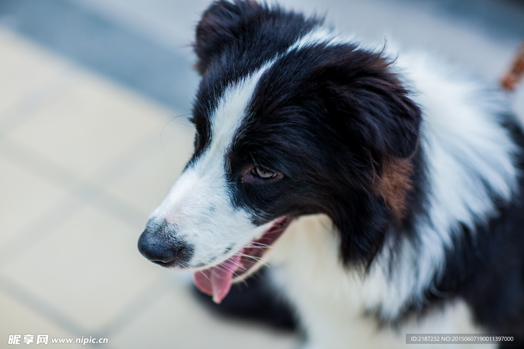 边牧 边境牧羊犬 牧羊犬 牧羊