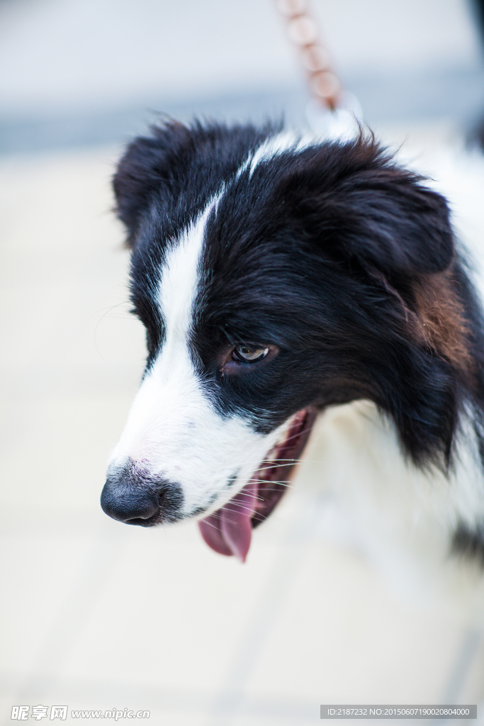 边牧 边境牧羊犬 牧羊犬 牧羊