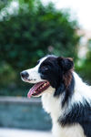 边牧 边境牧羊犬 牧羊犬 牧羊