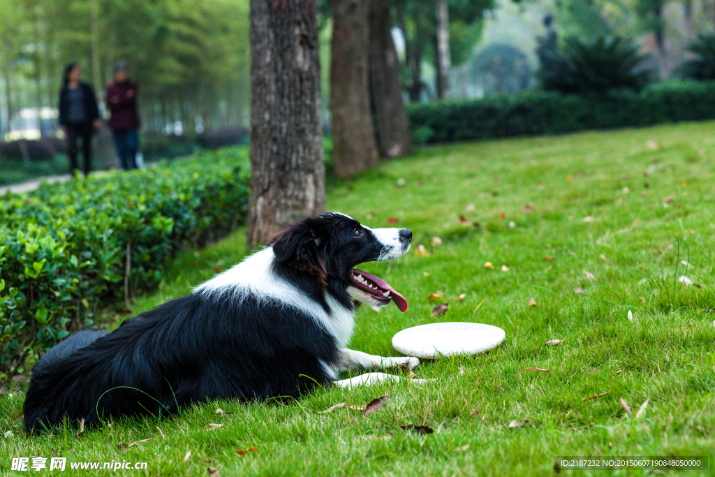 边牧 边境牧羊犬 牧羊犬 牧羊