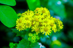 野菊花图片
