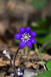 蓝色的花
