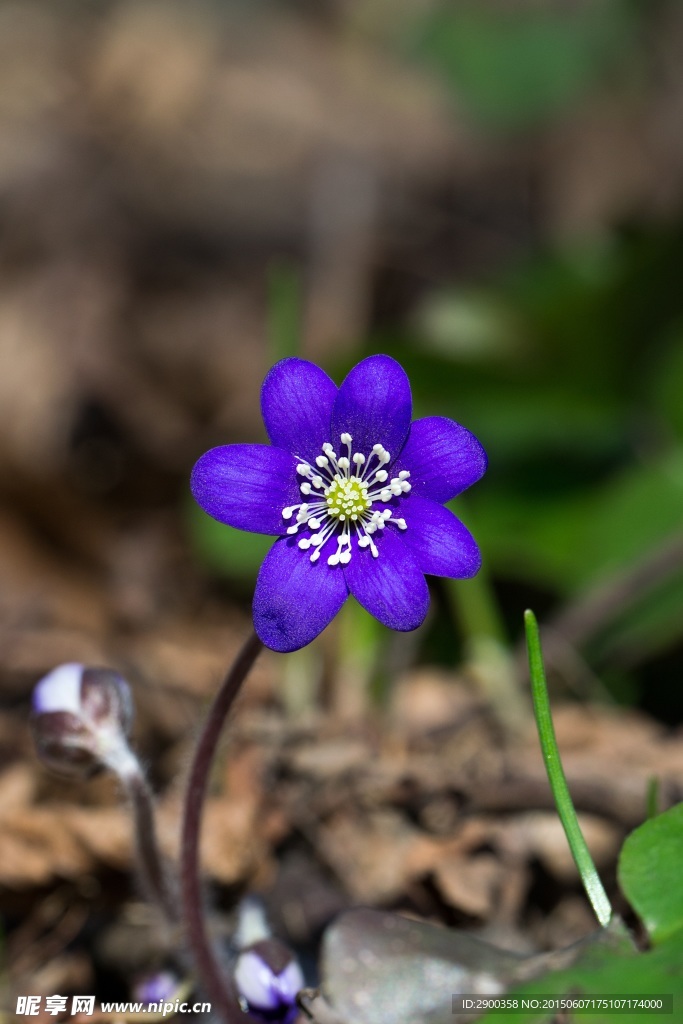 蓝色的花