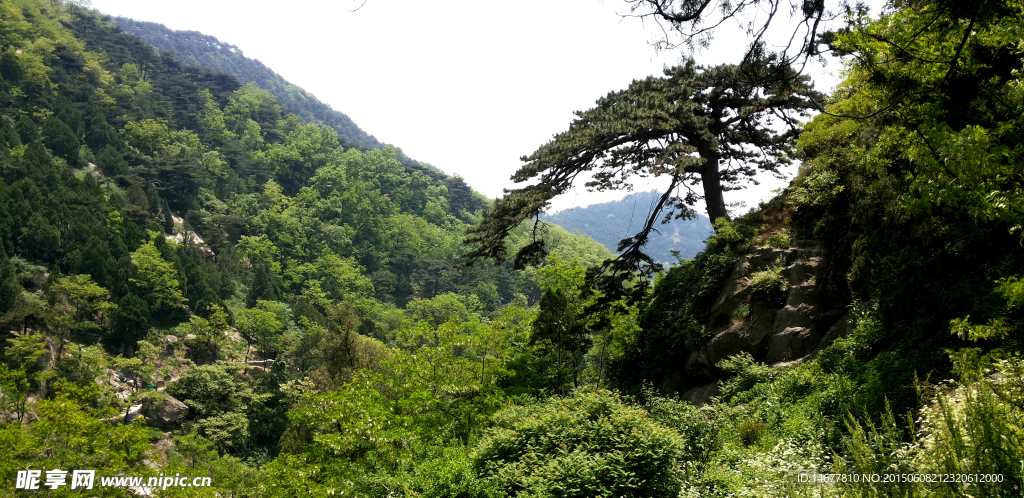 泰山望人松