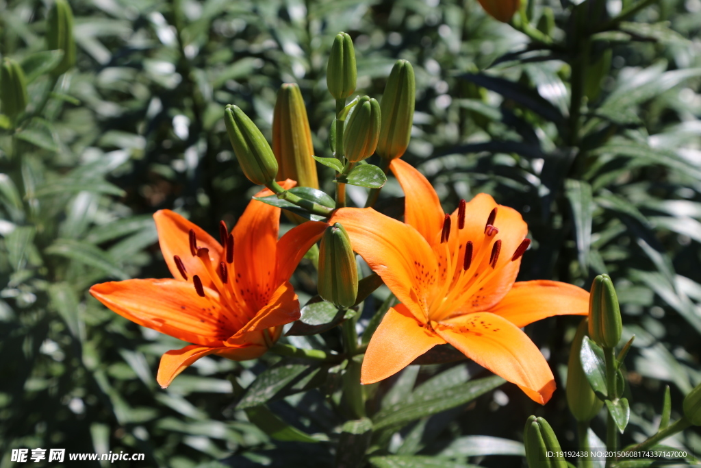百合花