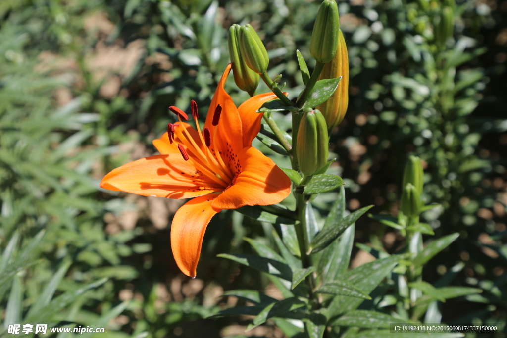 百合花