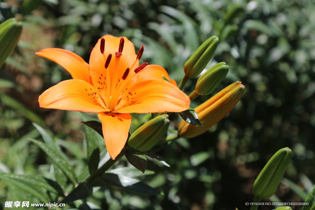 百合花