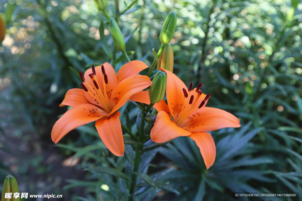 百合花