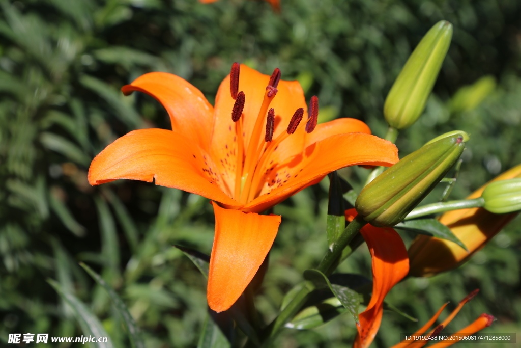 百合花