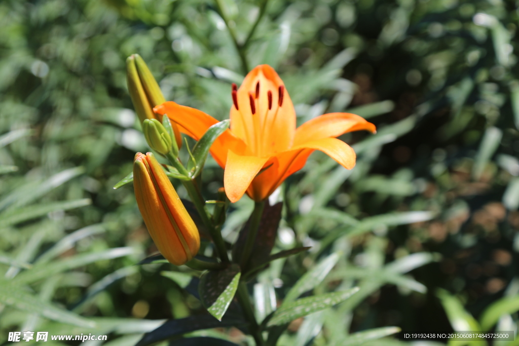 百合花