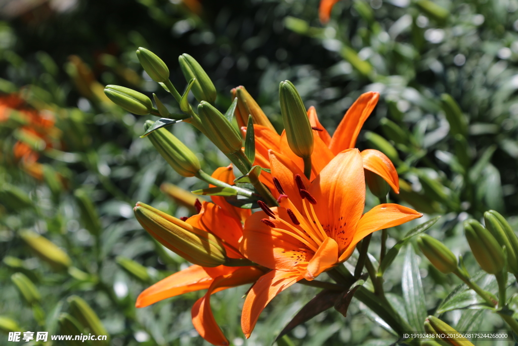 百合花