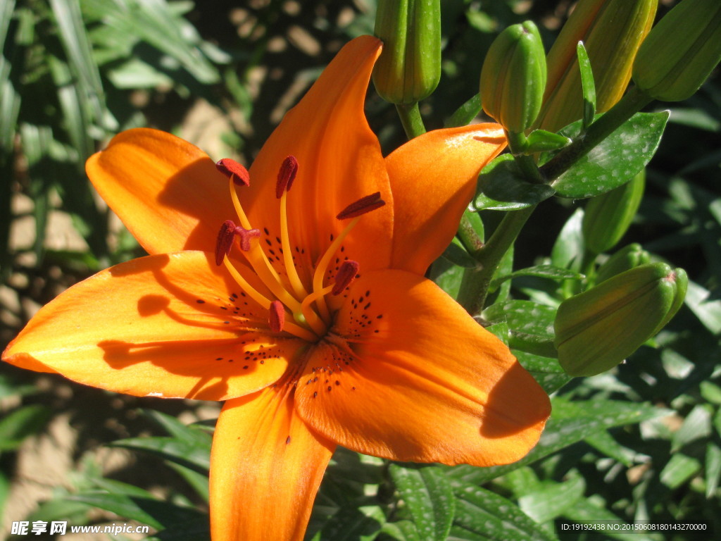 百合花