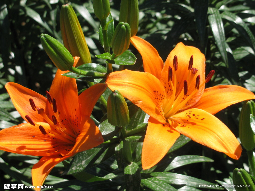 百合花