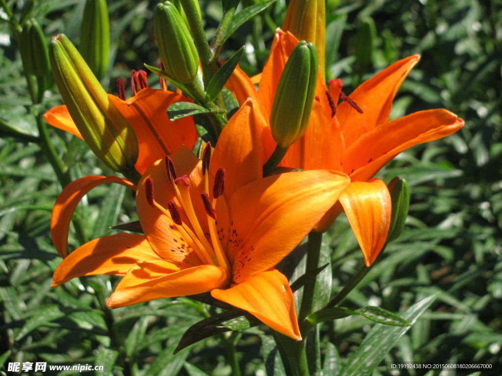 百合花